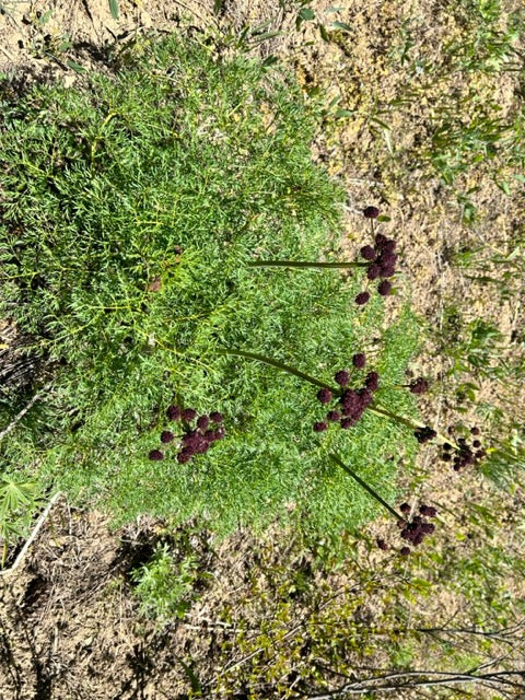 Lomatium dissectum  (Fernleaf Biscuitroot)