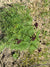 Lomatium dissectum  (Fernleaf Biscuitroot)