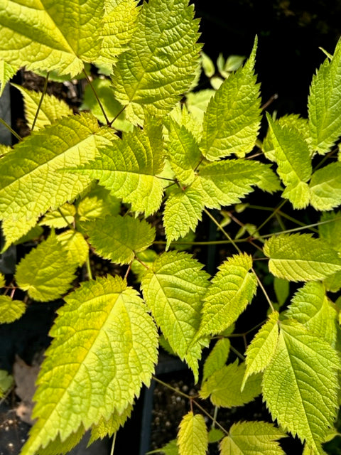 Astilbe chinensis 'Golden Varigated' (Golden Variegated Astilbe)