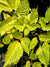 Astilbe chinensis 'Golden Varigated' (Golden Variegated Astilbe)