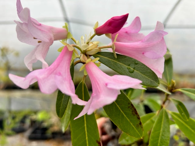 rhododendron familie Rhododendron glaucophyllum ssp. tubiforme ZHN17-048 (Species Rhododendron)