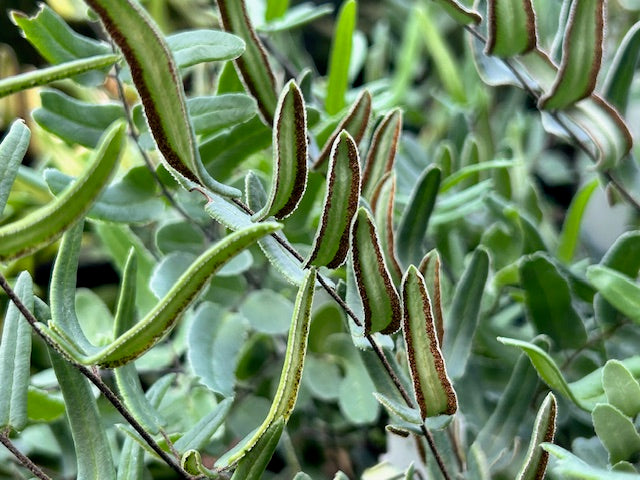 Pellaea atropurpurea (Purple Cliffbreak)