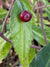 Helwingia omeiensis ZHN15129 Female