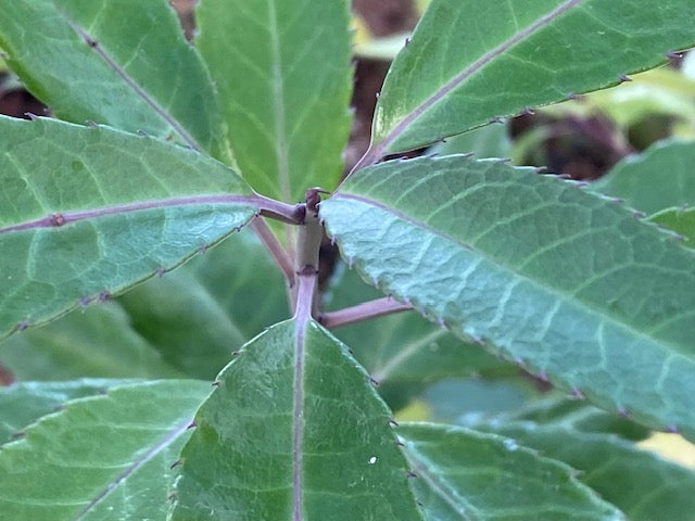 Helwingia omeiensis ZHN15129 Male