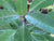 Helwingia omeiensis ZHN15129 Male