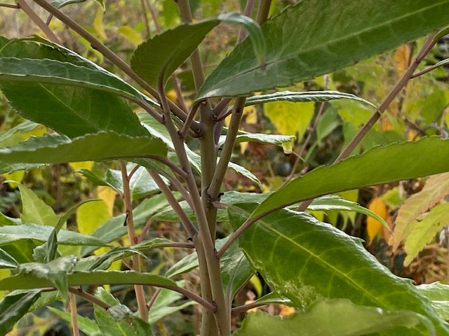 Helwingia omeiensis ZHN15129 Female