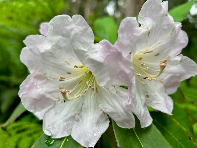 Rhododendron decorum ZHNP046 (Species Rhododendron)