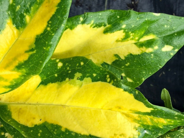 Aucuba japonica 'Picturata' (Variegated Japanese Aucuba)