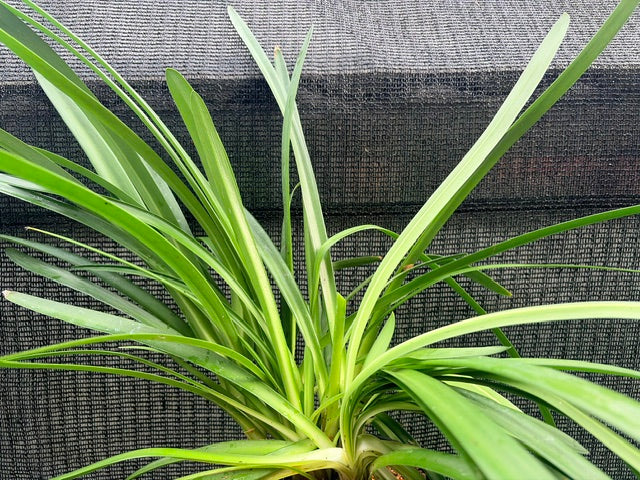 Agapanthus 'Fireworks' (Bicolored Lily of the Nile)