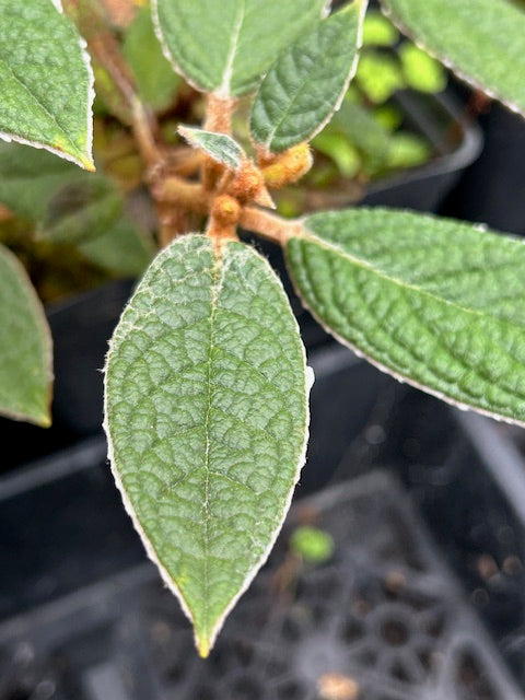 Rhododendron edgeworthii var. bulatum  ZHN17-046 (Species Rhododendron)
