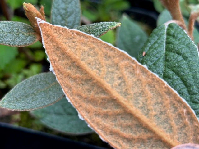 Rhododendron edgeworthii var. bulatum  ZHN17-046 (Species Rhododendron)