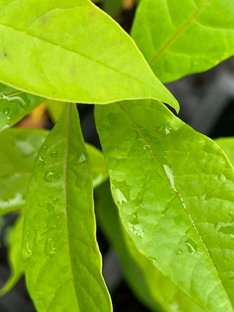 Nyssa sylvatica var. biflora (Tupelo Tree)