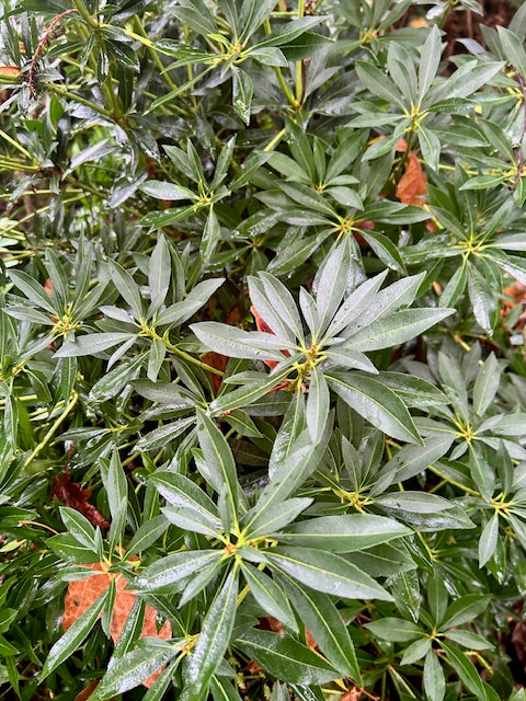 Pieris taiwanensis 'Snow Drift' (Taiwan Pieris)