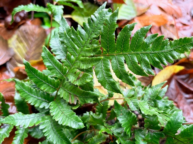 Anisocampium sheareri (Merlot Lady Fern)