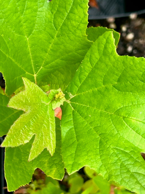 Platanus racemosa (California Sycamore)