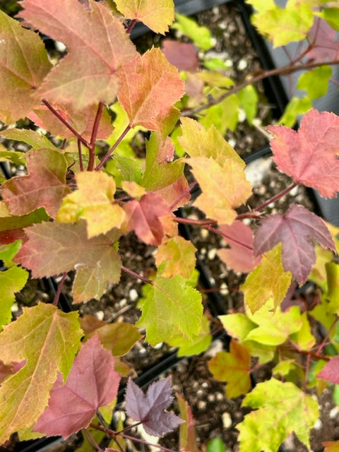 Liquidambar formosana (Taiwan Sweet Gum)