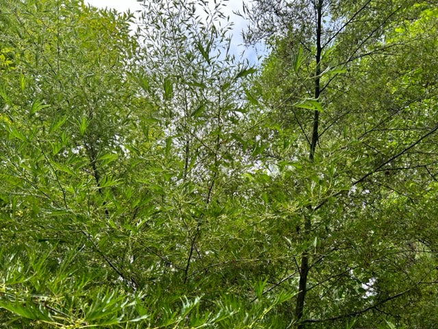 Alnus glutinosa &#39;Imperialis&#39; (Cutleaf Alder)