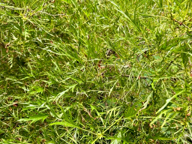 Alnus glutinosa &#39;Imperialis&#39; (Cutleaf Alder)