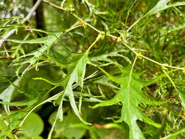 Alnus glutinosa 'Imperialis' (Cutleaf Alder)