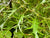Alnus glutinosa 'Imperialis' (Cutleaf Alder)