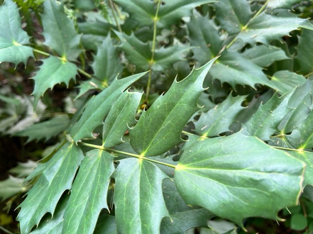 Mahonia napaulensis (Himalayan Mahonia)
