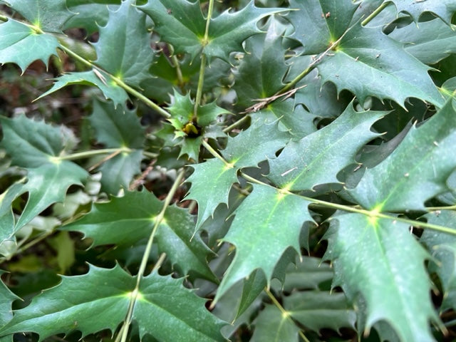 Mahonia napaulensis (Himalayan Mahonia)