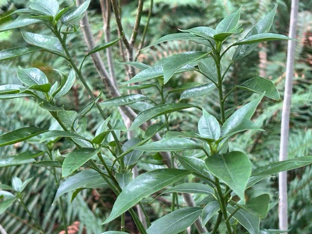 Dendropanax dentiger DJH99162