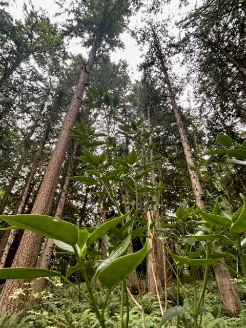 Dendropanax dentiger DJH99162