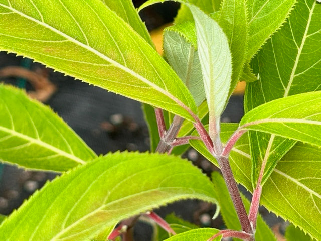 Hydrangea aspera ssp. strigosa (Rough-Leaf Hydrangea)