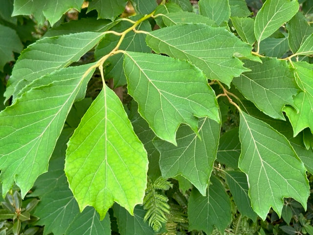 Pterostyrax psilophyllus f. leveilleana CGG14114