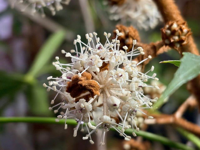 Fatsia polycarpa 'Green Fingers'  (Taiwan Lace Fatsia)