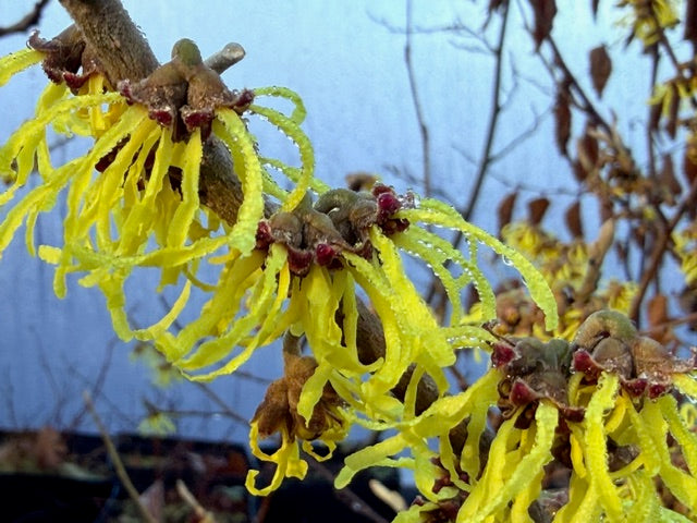 Hamamelis x intermedia 'Arnold's Promise' (Witch Hazel)