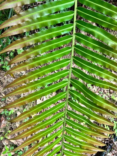 Blechnum orientale (Hard Fern)