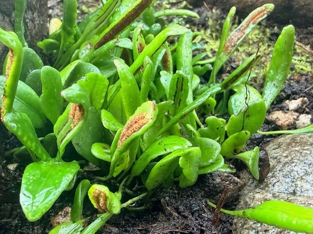 Lammaphyllum microphyllum (Bean Fern)