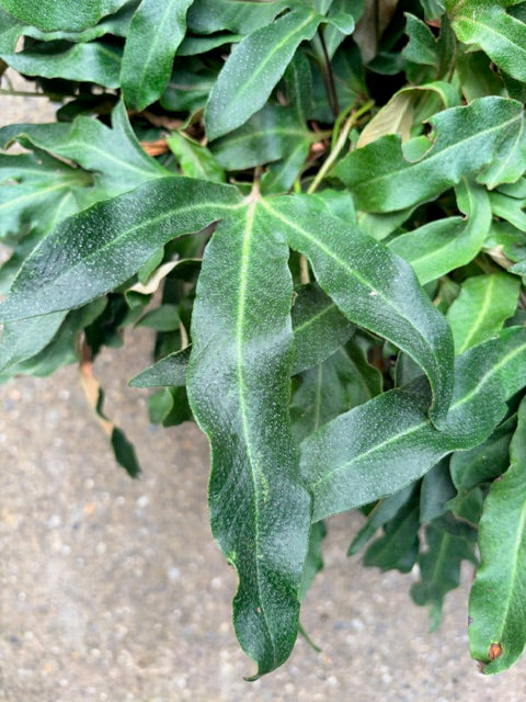 Pyrrosia hastata (Felt Fern)
