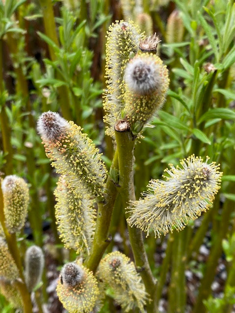 Salix drummondiana  (Drummond Willow)