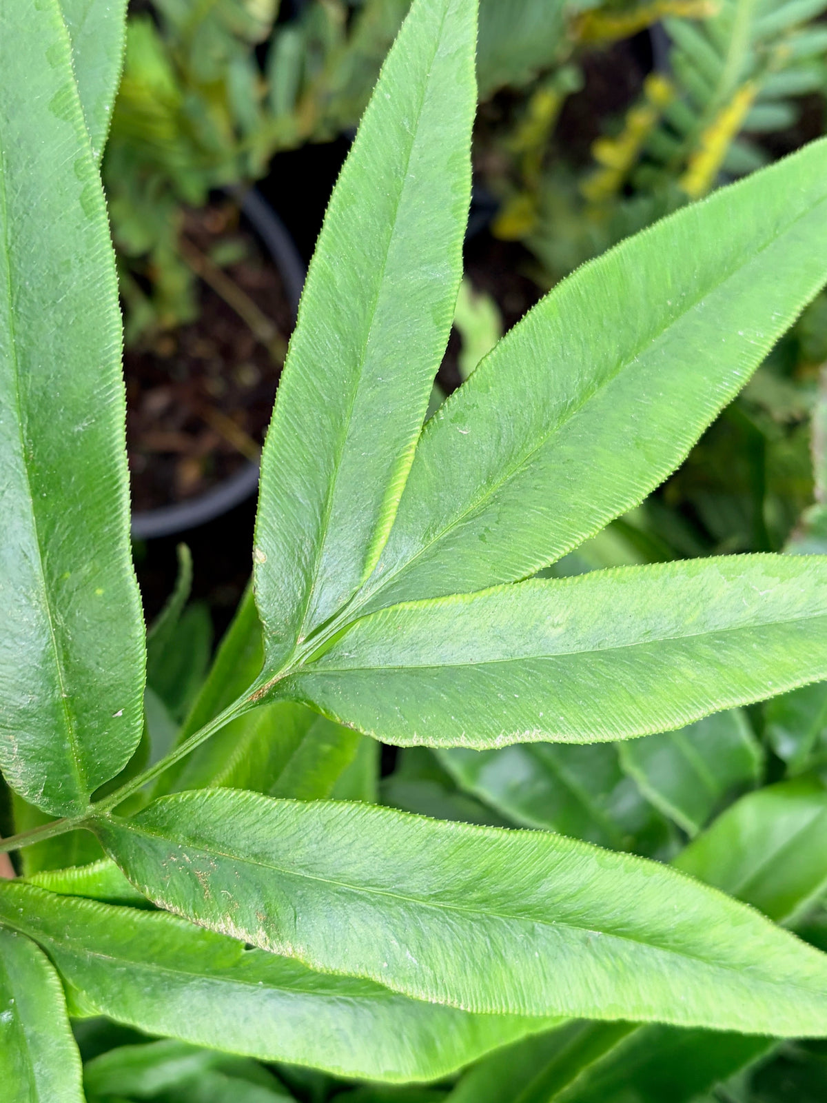 Coniogramme japonica (Bamboo Fern)