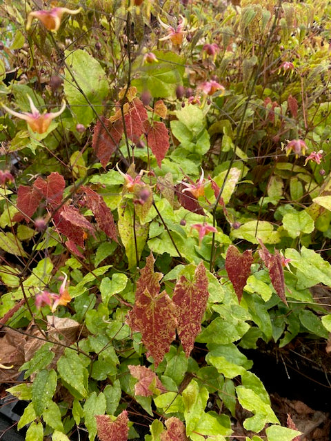 Epimedium &#39;Songbirds&#39; (Fairy Wings)