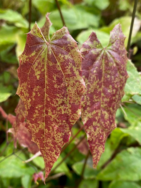 Epimedium &#39;Songbirds&#39; (Fairy Wings)