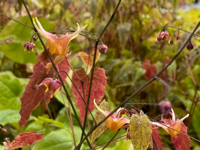 Epimedium &#39;Songbirds&#39; (Fairy Wings)