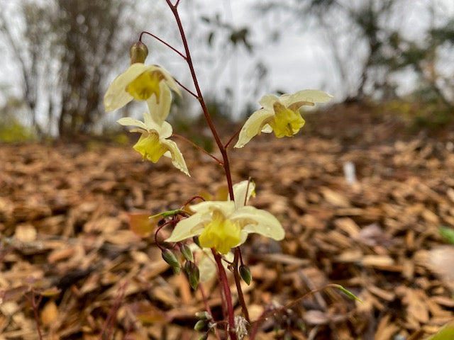 Epimedium x versicolor &#39;Neosulphureum (Fairy Wings)