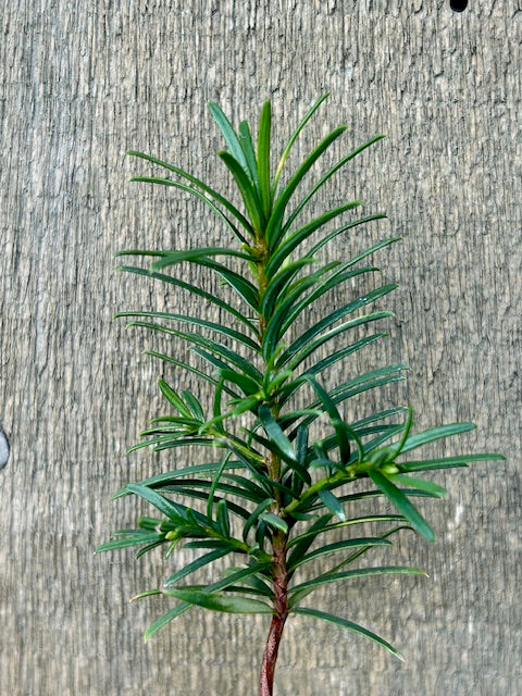 Taxus brevifolia (Pacific Yew)