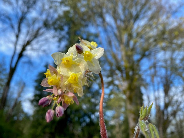 Epimedium x versicolor &#39;Versicolor&#39; (Fairy Wings)