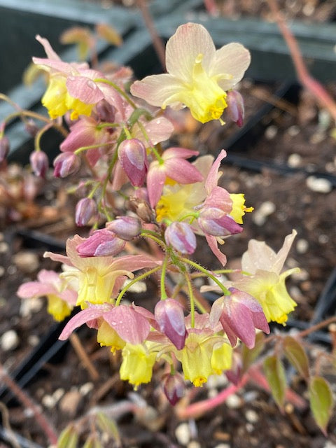 Epimedium x versicolor &#39;Versicolor&#39; (Fairy Wings)