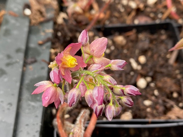 Epimedium x versicolor &#39;Versicolor&#39; (Fairy Wings)