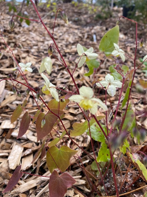 Epimedium x versicolor &#39;Neosulphureum (Fairy Wings)