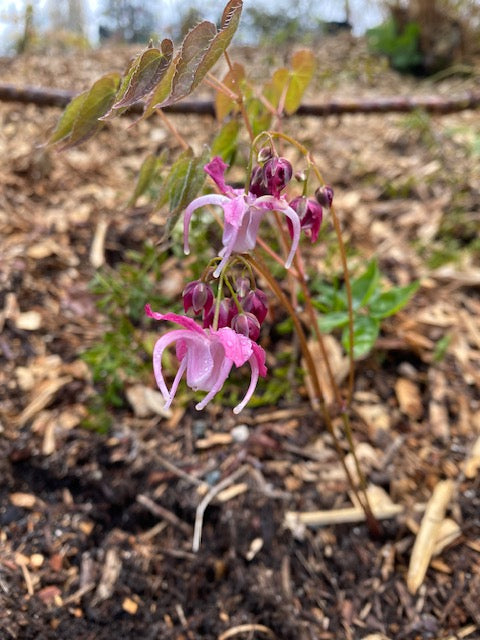 Epimedium grandiflorum &#39;Bicolor Giant&#39; (Fairy Wings)