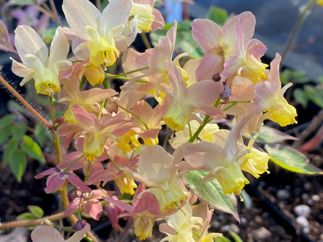 Epimedium x versicolor &#39;Versicolor&#39; (Fairy Wings)