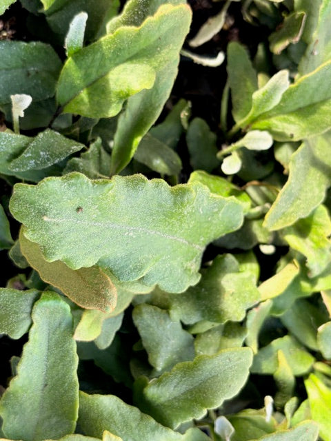 Pyrrosia lingua 'Undulata' (Wavy Felt Fern)