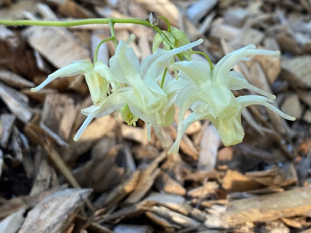 Epimedium grandiflorum f. flavescens #2 (Barrenwort)